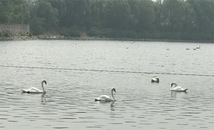 天鵝湖風(fēng)景區(qū)（泰山）速覽！(圖18)