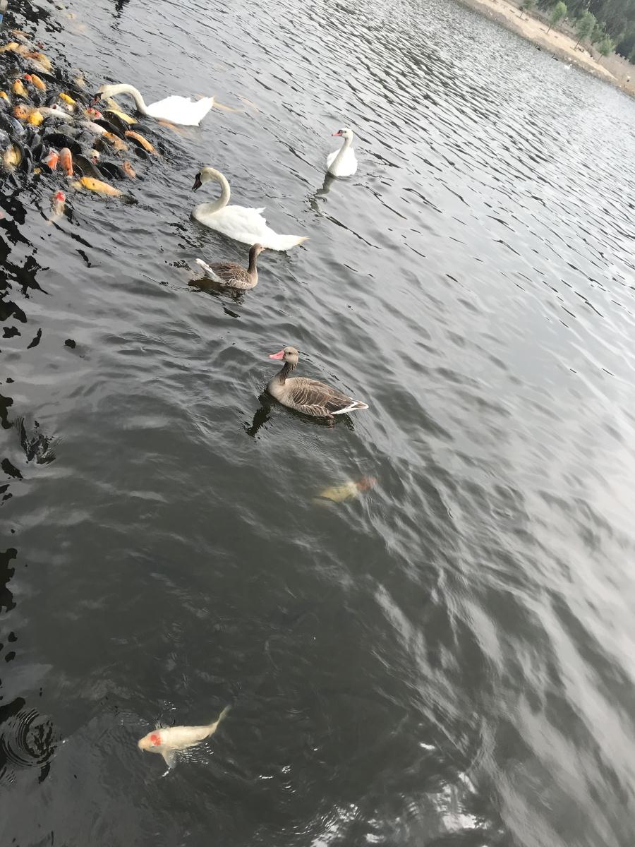 天鵝湖風(fēng)景區(qū)（泰山）速覽！(圖17)